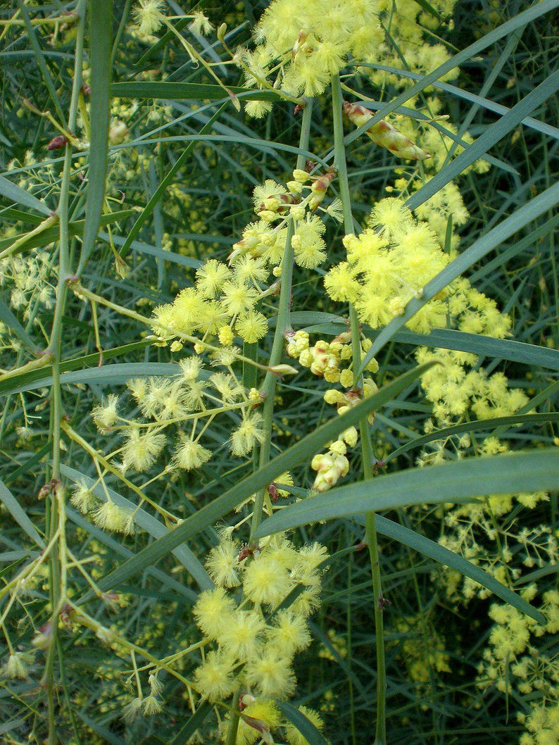 Willow Wattle Plant - Acacia iteaphylla - 1 Gallon Evergreen Shrub with Blue-Green Leaves