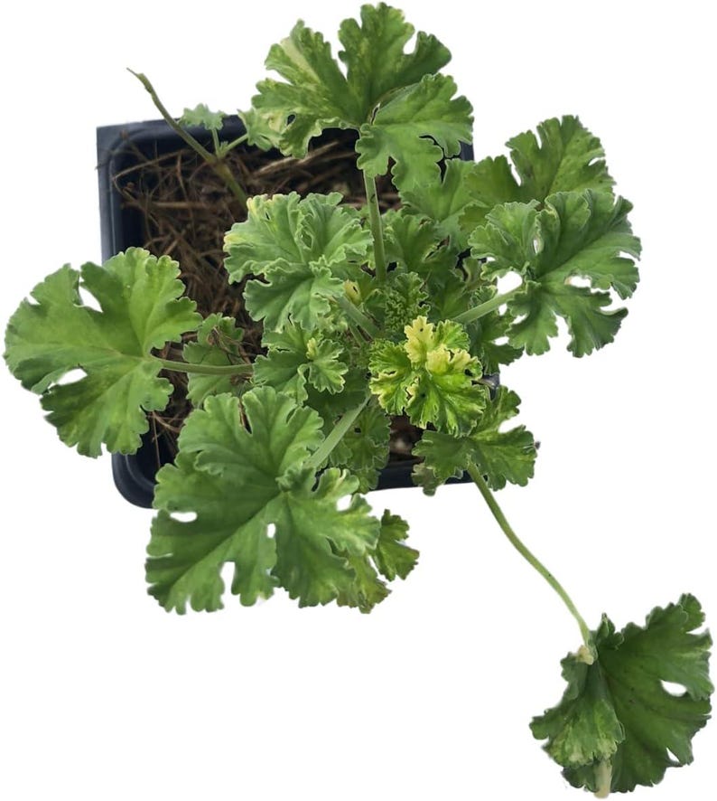 Nutmeg Scented Geranium Live Plant in 2.5-Inch Pot Pelargonium x fragrans Organic Starter Plant