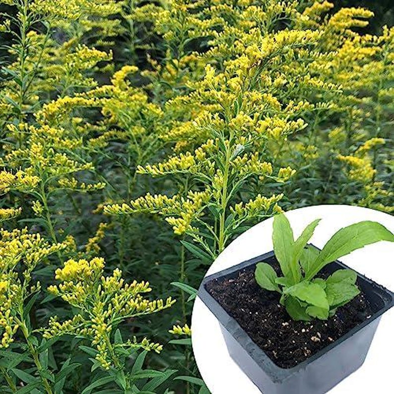 Organic Goldenrod Plant in 2.5-Inch Pot | Solidago canadensis Native Pollinator Attracting Yellow Flowers