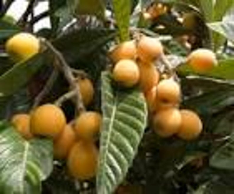 Golden Nugget Loquat Seedling Tree - 1 ft Live Plant in 6" Pot - Eriobotrya japonica