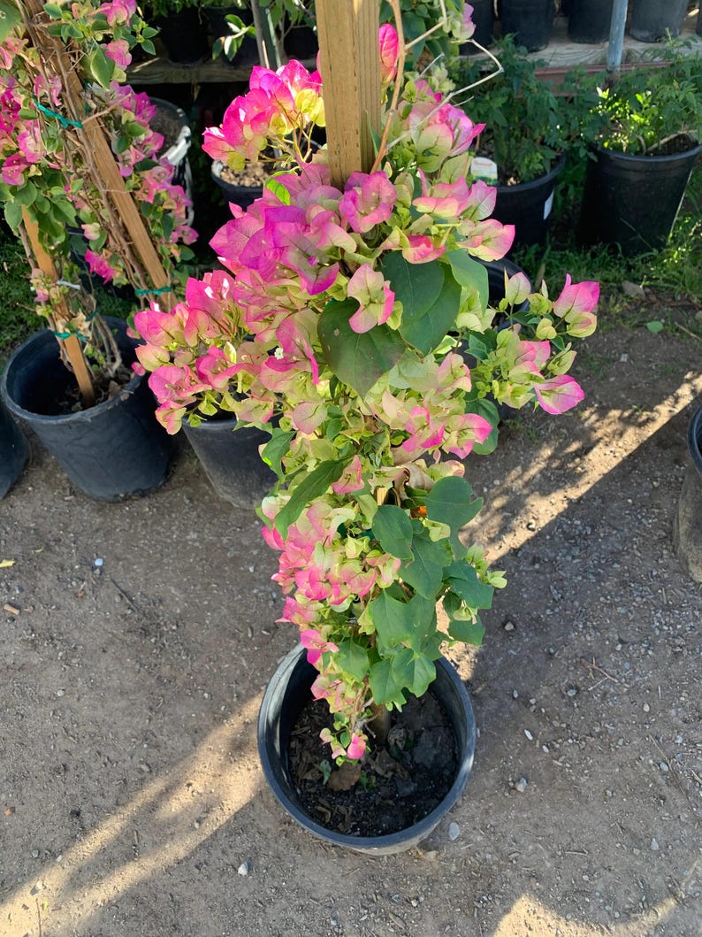 Pink and White Bougainvillea Plant in 3 Gal Pot - Bougainvillea spectabilis