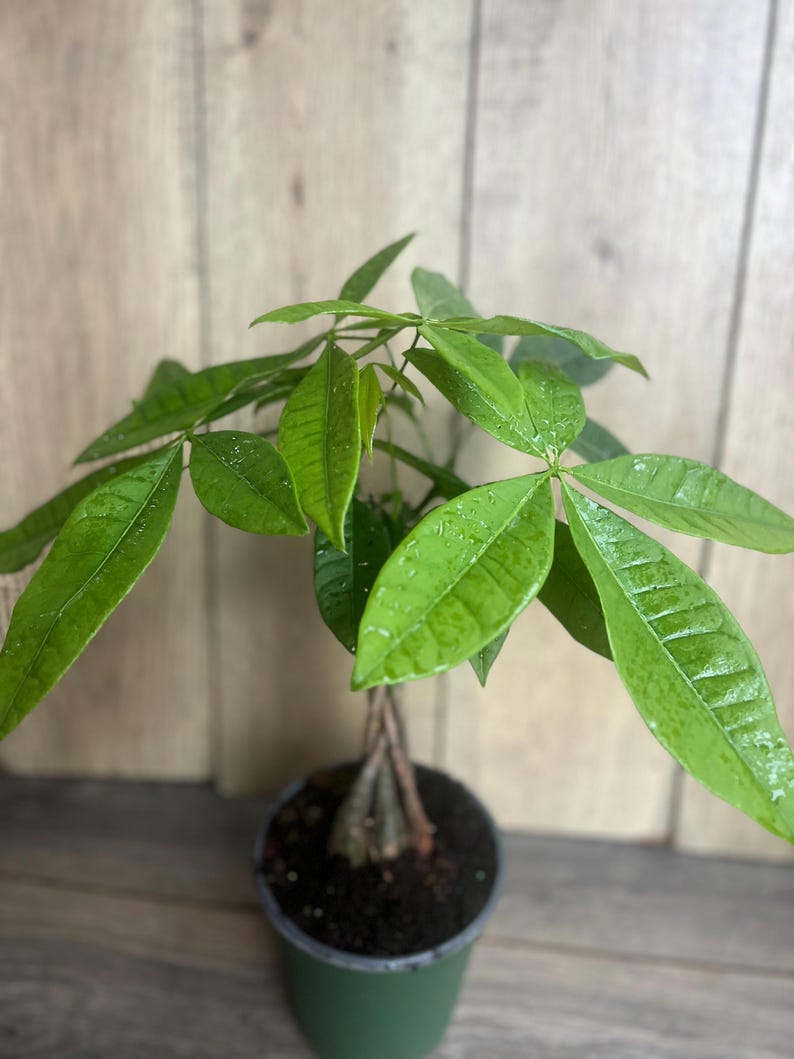 Braided Money Tree Plant 4" Pot Pachira aquatica Indoor Office Decor Good Luck Green Leaves