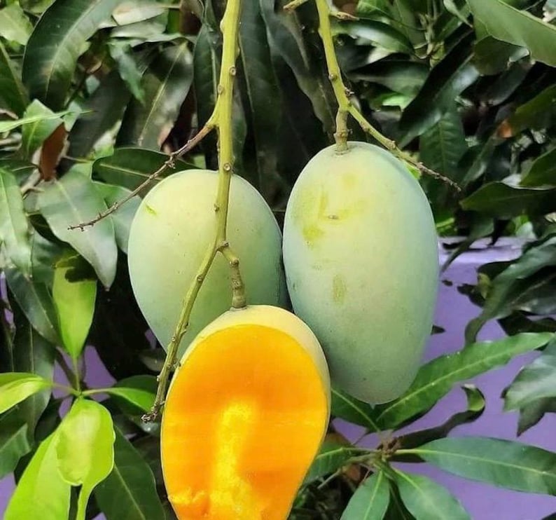 Grafted Valencia Pride Mango Tree in 1/2 Gallon Pot - Tropical Fruit Plant - Mangifera indica for Garden & Container