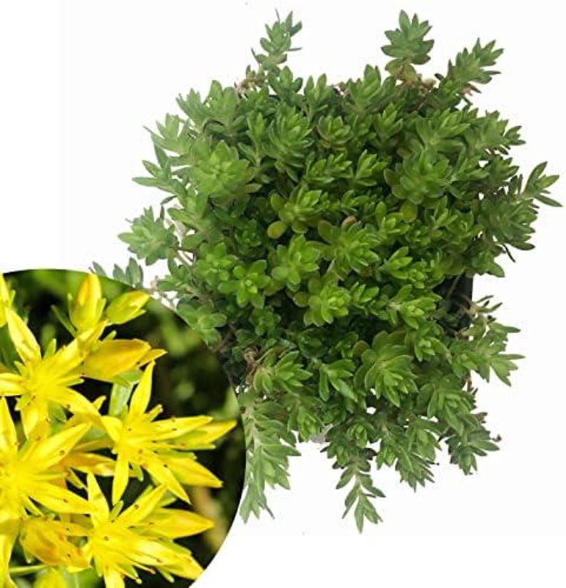 Organic Gold Moss Stonecrop Sedum Live Plant 2.5-Inch Pot, Drought-Tolerant Succulent for Indoor & Outdoor Gardens