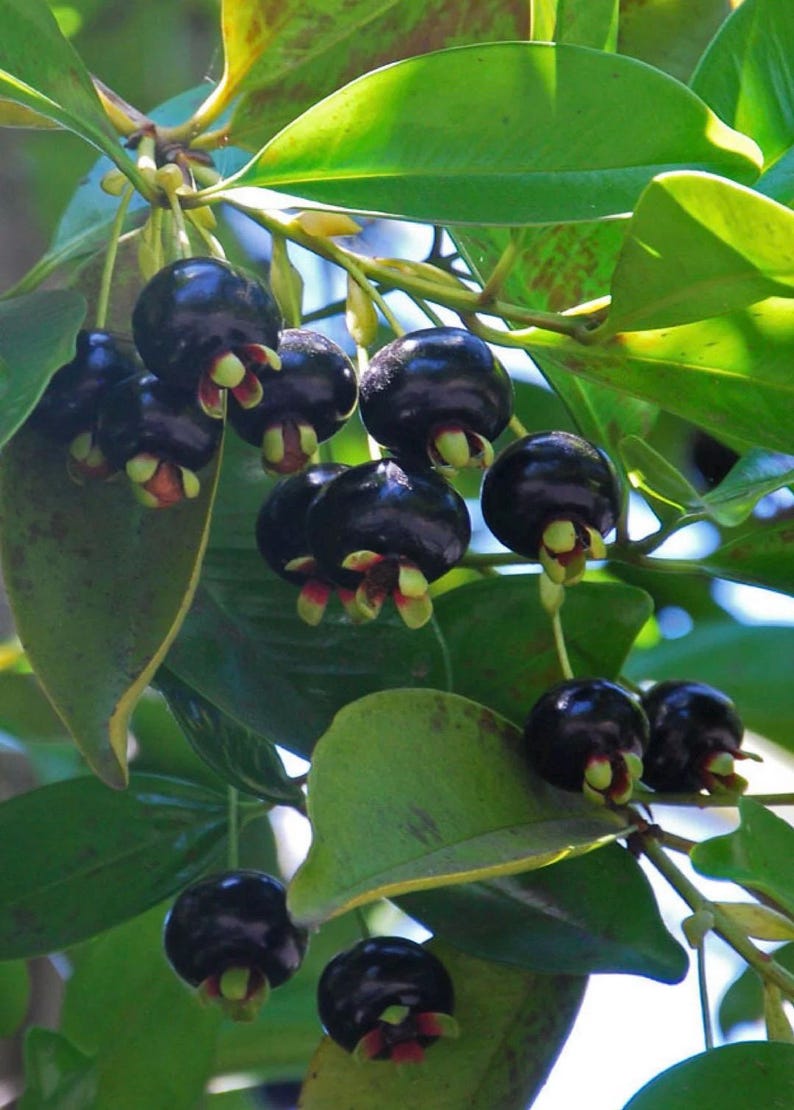 Grumichama Tree 3-Gallon Pot, Brazilian Cherry Eugenia brasiliensis, Tropical Fruit Tree for Garden, Sweet Berries, Easy Care