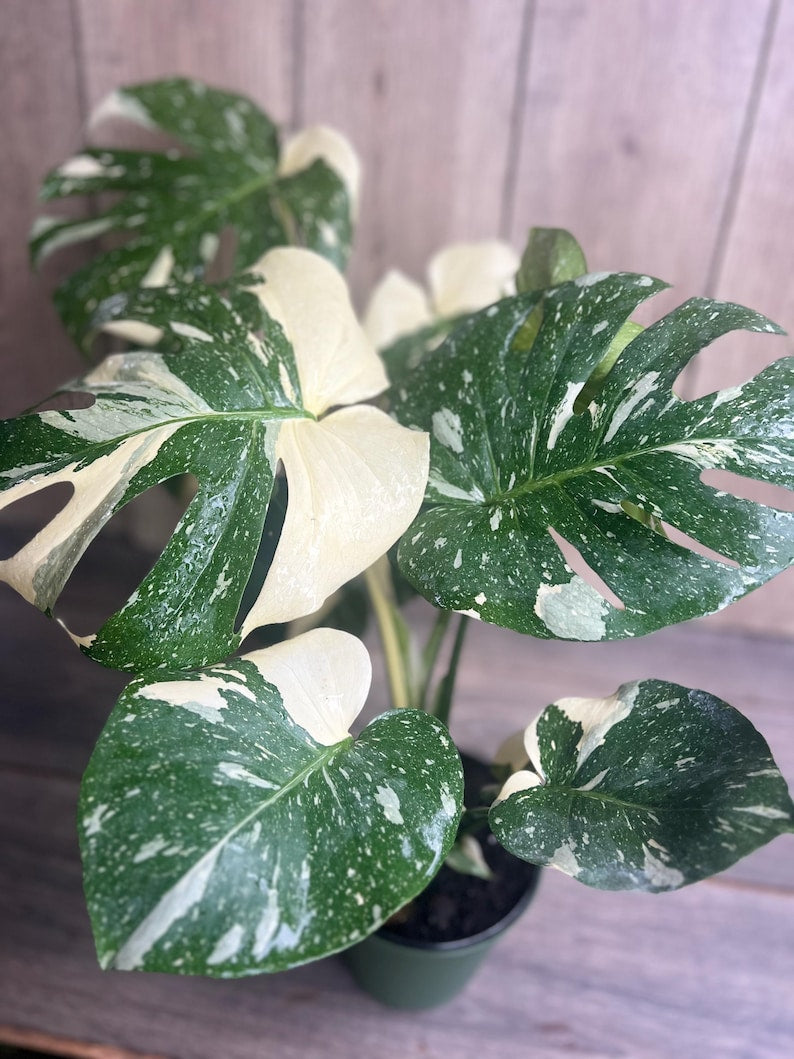 Monstera Thai Constellation Plant in 6" Pot – Variegated Monstera deliciosa Houseplant with Unique Leaf Patterns