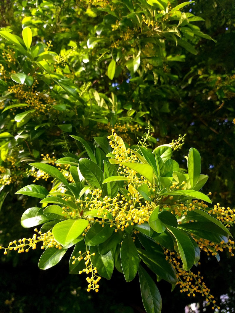 Chinese Perfume Tree Plant in 10" Pot, Aglaia odorata, Fragrant Yellow Flowers, Evergreen Ornamental Shrub
