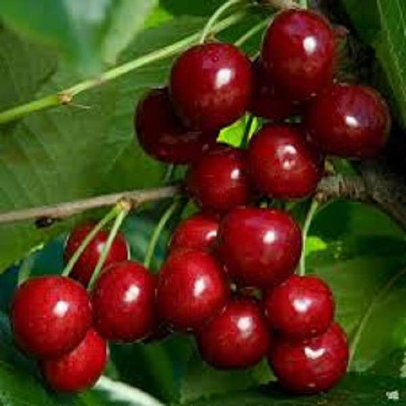Cherry Tree Bundle – 2 Rooted Bing & Rainier Varieties, Prunus avium, Live Plants for Garden or Orchard