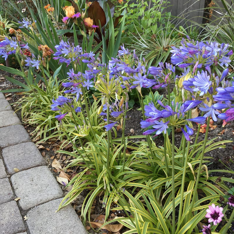 Agapanthus Live Plant in 6" Pot - Neverland Violet Lilac Blooms & Variegated Leaves - Perennial Garden Flower