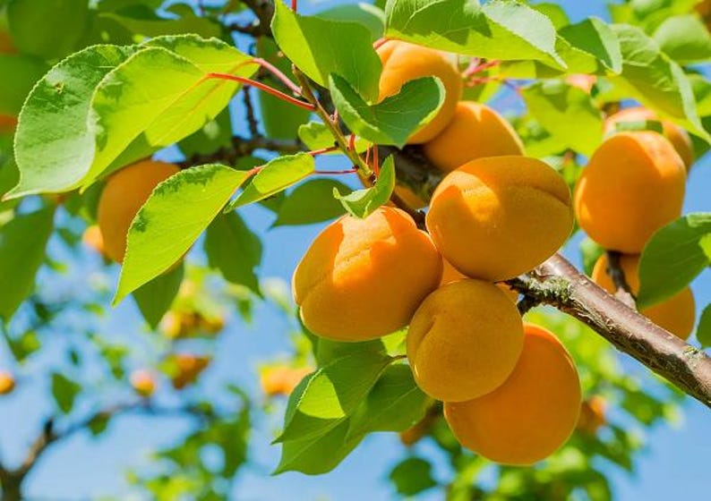 Fruit Trees Up to 3 ft Tall – Asian Pear, Apple, Apricot, Italian Plum, Saturn Peach – Small Space Garden Trees