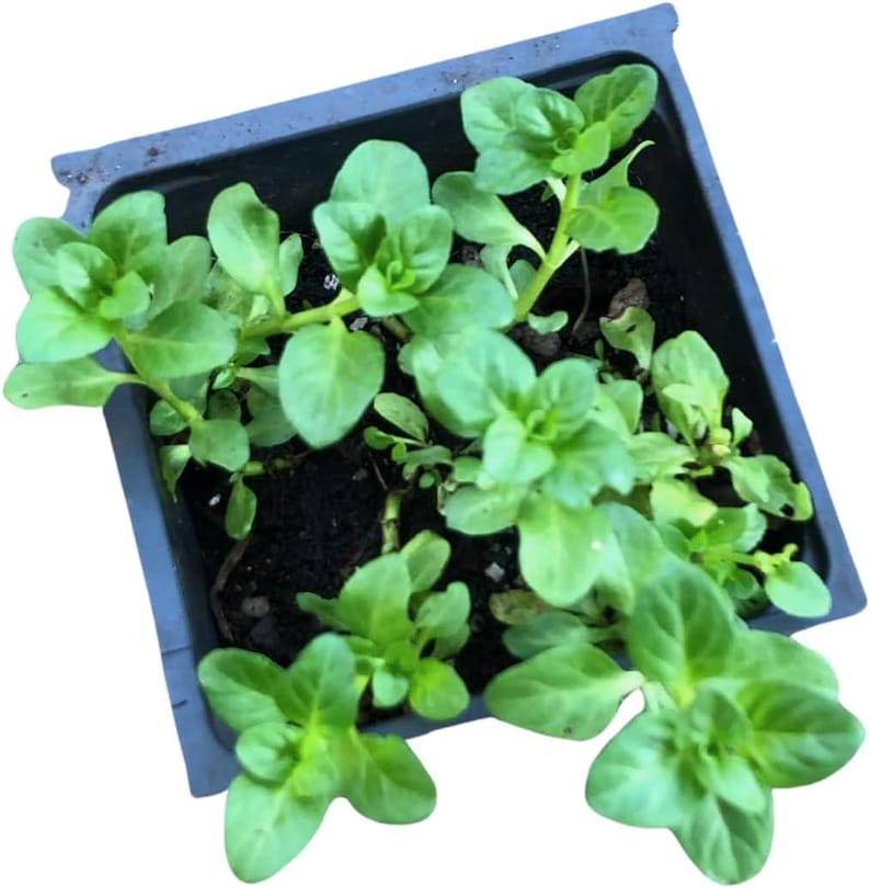 Organic Pennyroyal Live Plant in 2.5-Inch Pot | Creeping Perennial with Purple Flowers | Mentha pulegium