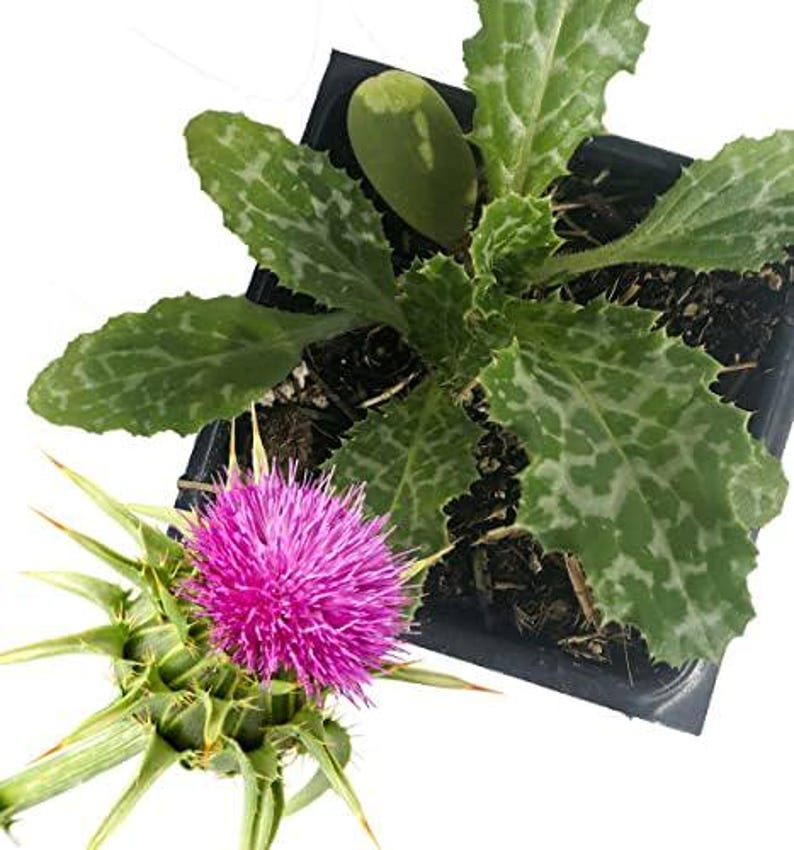 Organic Milk Thistle Plant in 2.5-inch Pot | Pink-Purple Flowers | Drought Tolerant | Silybum marianum