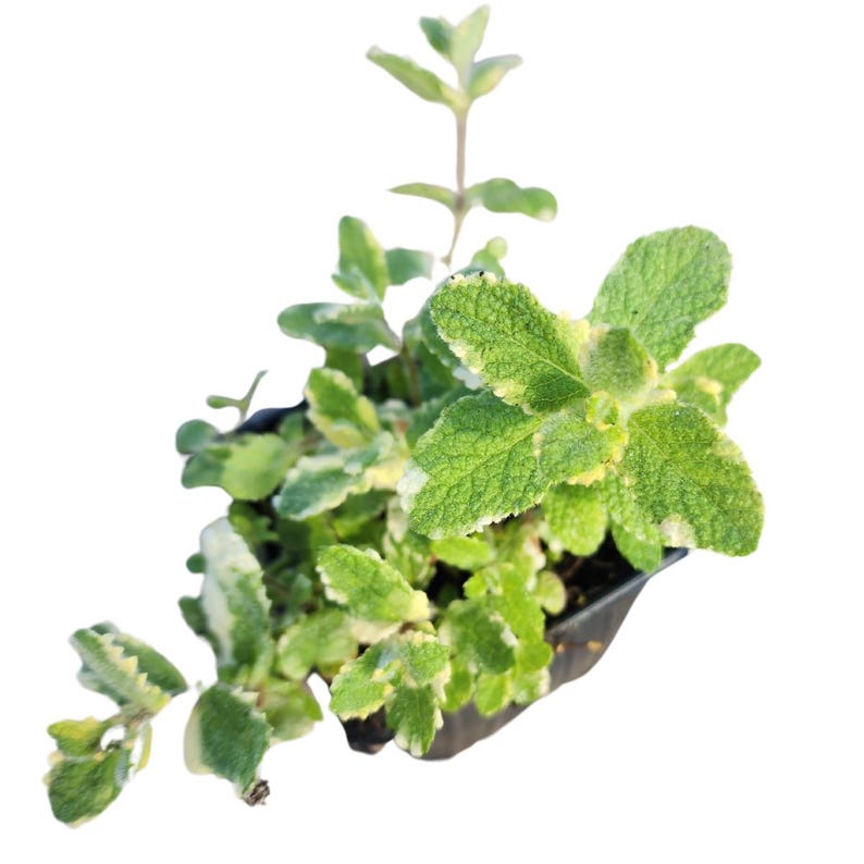 Organic Pineapple Mint Plant in 2.5-inch Pot, Variegated Mentha suaveolens for Teas & Desserts