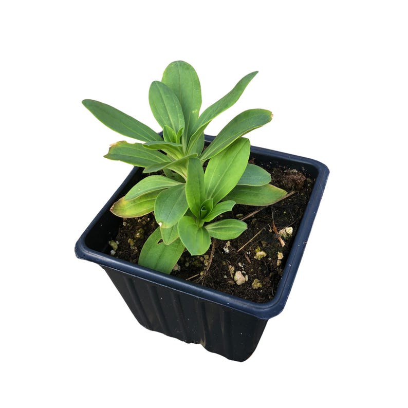 Soapwort Plant in 2.5-Inch Pot, Saponaria officinalis, Organic Bouncing Bet, Crow Soap, Shade Garden Perennial