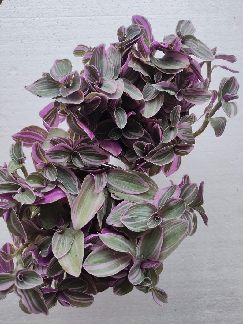 Feeling Flirty Tradescantia Small Rooted Plant with Free Cutting | Easy Care Indoor Houseplant | Tradescantia spp.