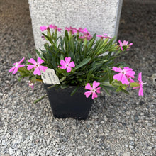 Wild Pink Live Plant 3.5" Pot - Silene caroliniana - Sticky Catchfly - Native North American Flower - Zones 5-8