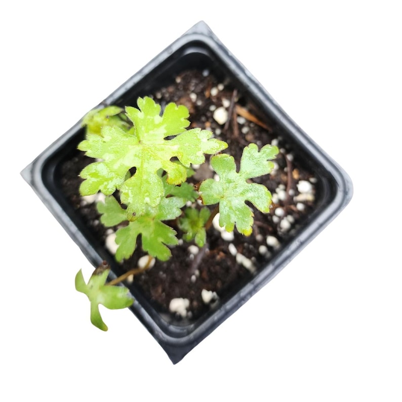 Virginia Waterleaf Plant 2.5-Inch Pot | Native Hydrophyllum virginianum | Pollinator-Friendly Shade Plant