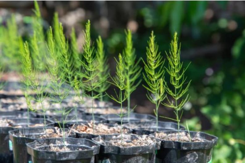 Organic Asparagus Plant in 2.5-inch Pot | Mary Washington Variety | Edible Perennial | Asparagus officinalis