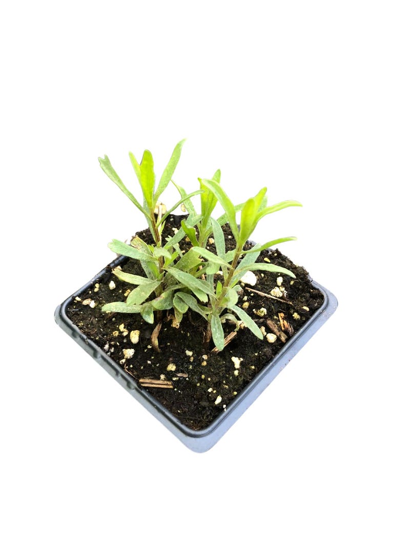 Organic Tarragon Plant in 2.5-Inch Pot - Artemisia dracunculus, Culinary Herb for Salads & Cooking