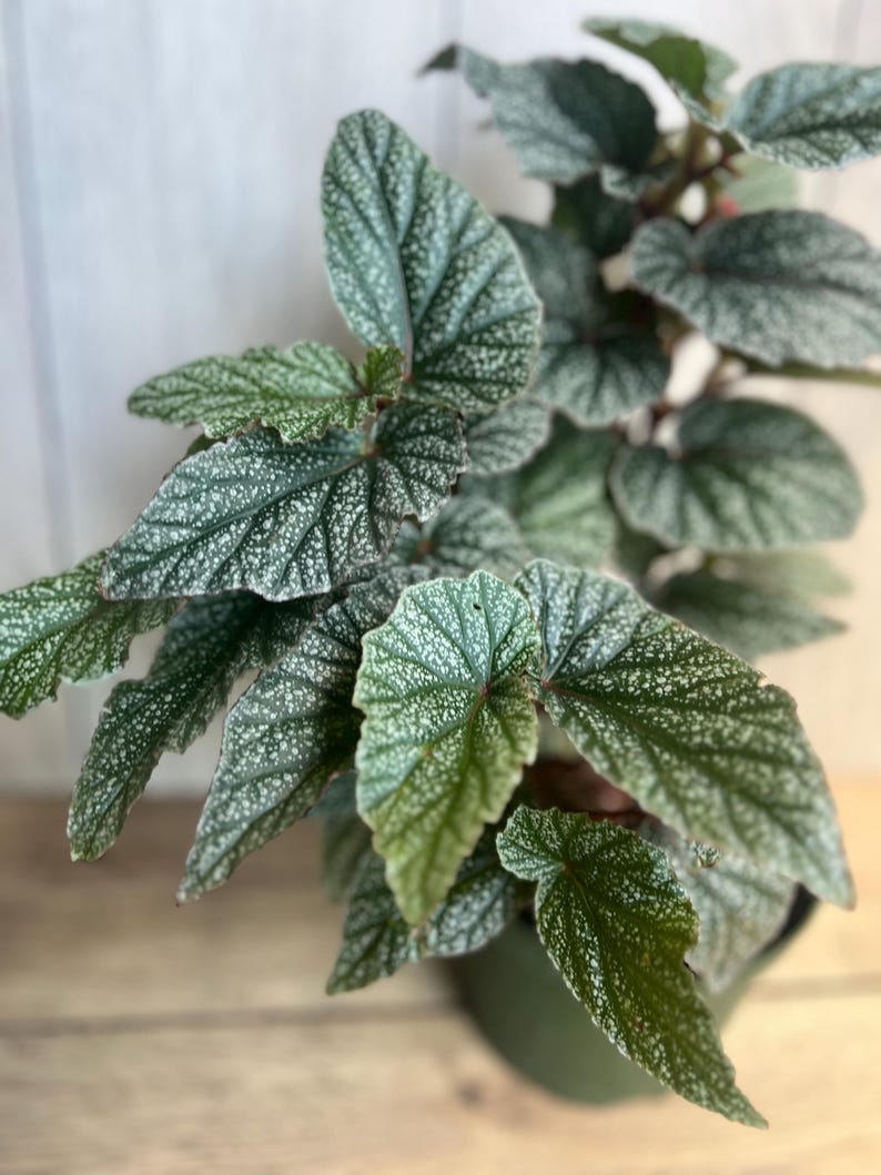 Begonia Snow Capped House Plant in 6" Pot, Silver-Edged Foliage, Indoor & Outdoor Shade Plant, Begonia spp.
