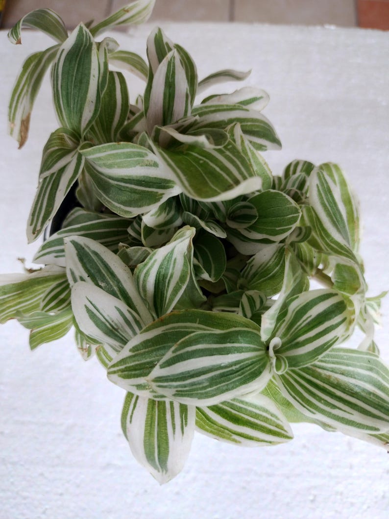 Feeling Sweet Tradescantia Plant – Small Rooted, Bareroot, Tradescantia spp. Indoor or Outdoor, Low Maintenance, Trailing Foliage