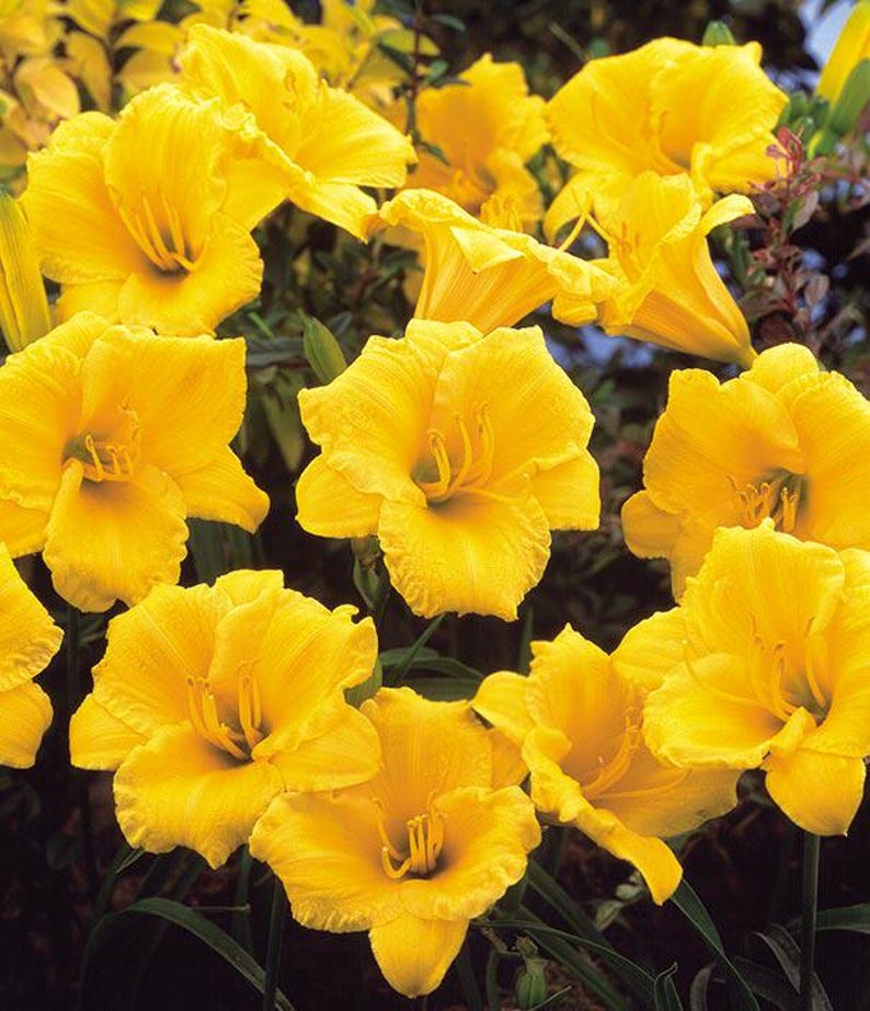 Daylily Plant Well-Rooted Stella d'Oro Hemerocallis 'Stella d'Oro' Yellow Blooms Long Blooming Season