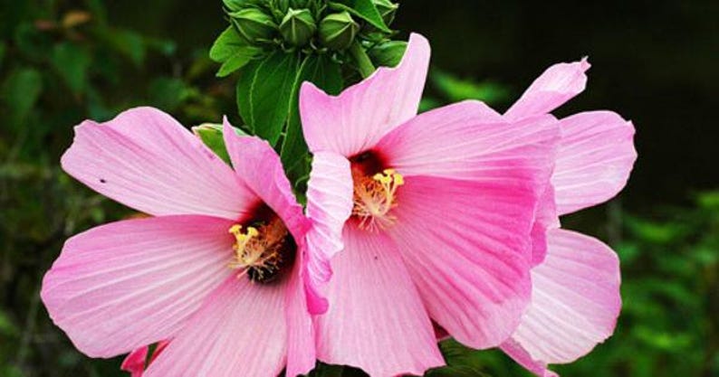 Swamp Rose Mallow Plant – Well-Rooted Hibiscus moscheutos with Pink Flowers – Attracts Bees & Butterflies – Full Sun, Moist Soil