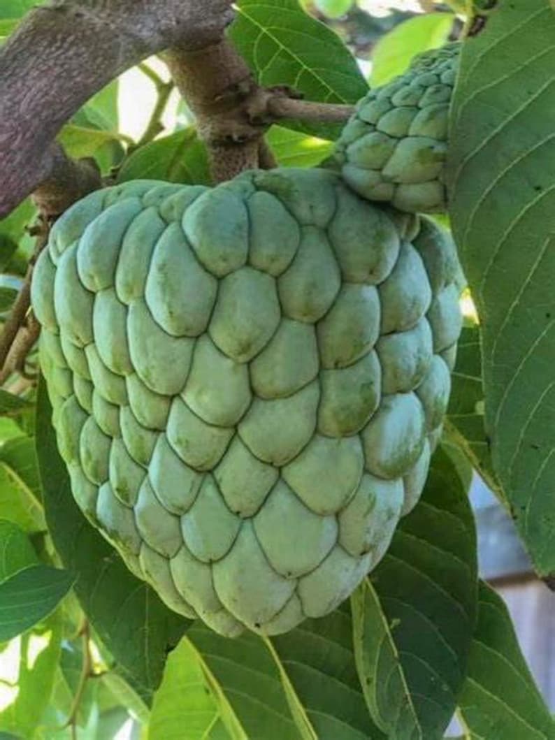 Atemoya Tree Grafted 3-Gallon Gefner Annona Hybrids for Tropical Gardens & Orchards