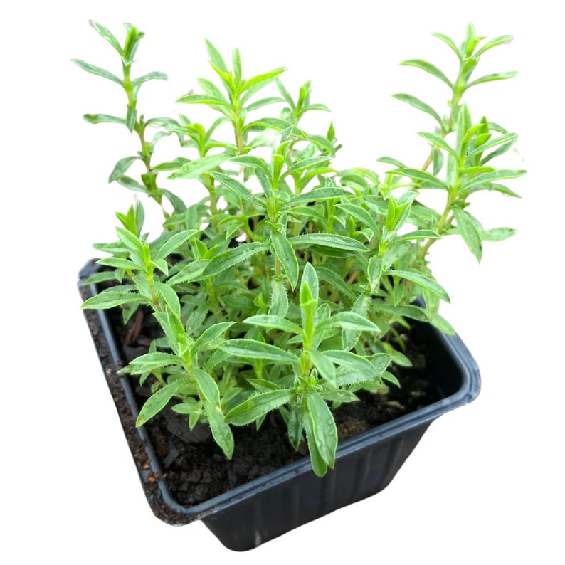 Organic Winter Savory Plant 2.5-inch Pot | Satureja montana Perennial Herb for Garden Borders & Culinary Use