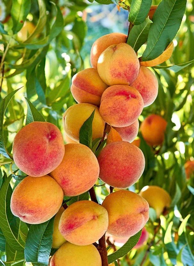 Tropic Beauty Peach Tree Grafted in Half Gallon Pot - Low-Chill Prunus persica for Warm Climates