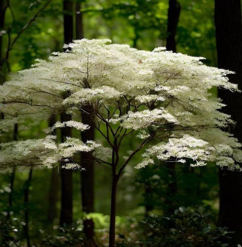 Silky Dogwood Tree 1-2 ft Tall - Cornus amomum - Hardy Landscape Plant - Shipping Included