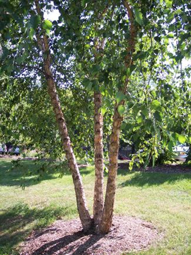 Copper Birch Tree, 2-3 ft Multi-Stem Betula nigra with Cinnamon Exfoliating Bark for Wet & Dry Soils