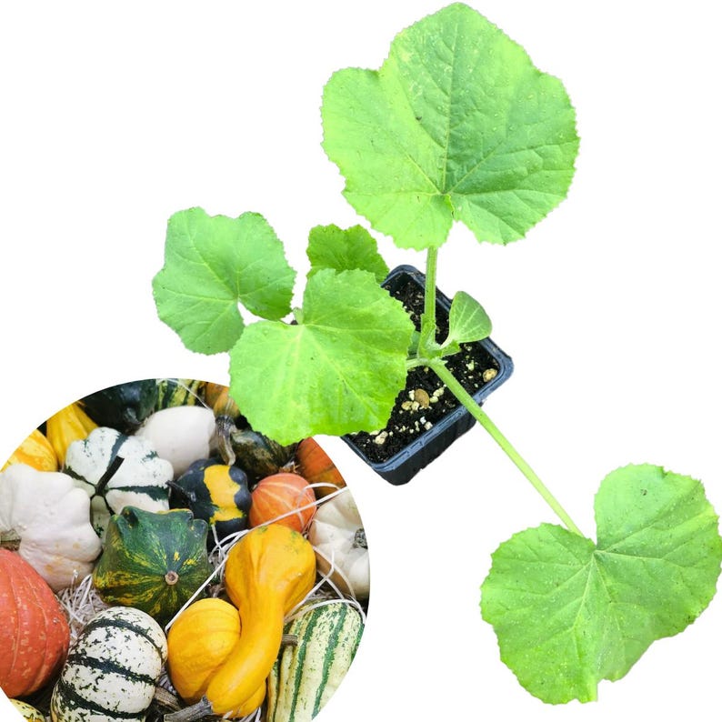 Small Gourd Mix Plant in 2.5-Inch Pot, Cucurbita pepo, Decorative Autumn Gourds for Halloween & Fall Decor