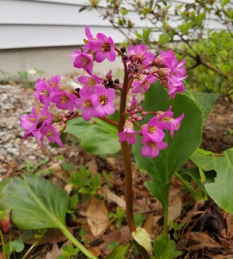 Bergenia Bare Root Plant - Pink Flowers, Hardy Perennial for Zones 5-8