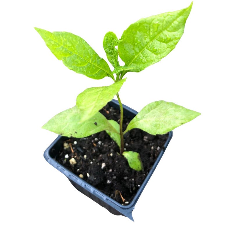 Organic Wingstem Plant in 2.5-inch Pot | Native Perennial Verbesina alternifolia with Yellow Flowers for Gardens