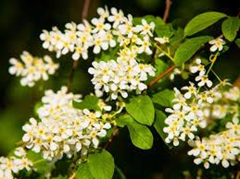 Edible Berry Fruit Tree 1-2 ft Hackberry Celtis occidentalis for Urban Gardens and Wildlife Habitat