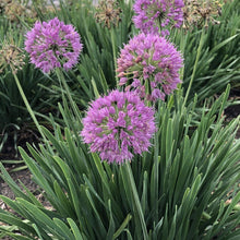 Allium Bulbs - Bareroot Clump - Serendipity Variety - Allium Serendipity