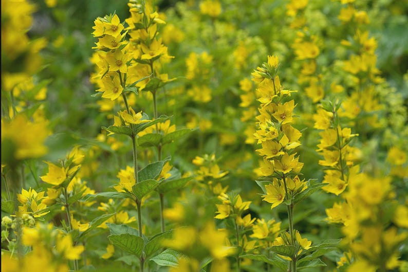Yellow Loosestrife Bareroot Clump - Lysimachia vulgaris Carefree Spreading Perennial