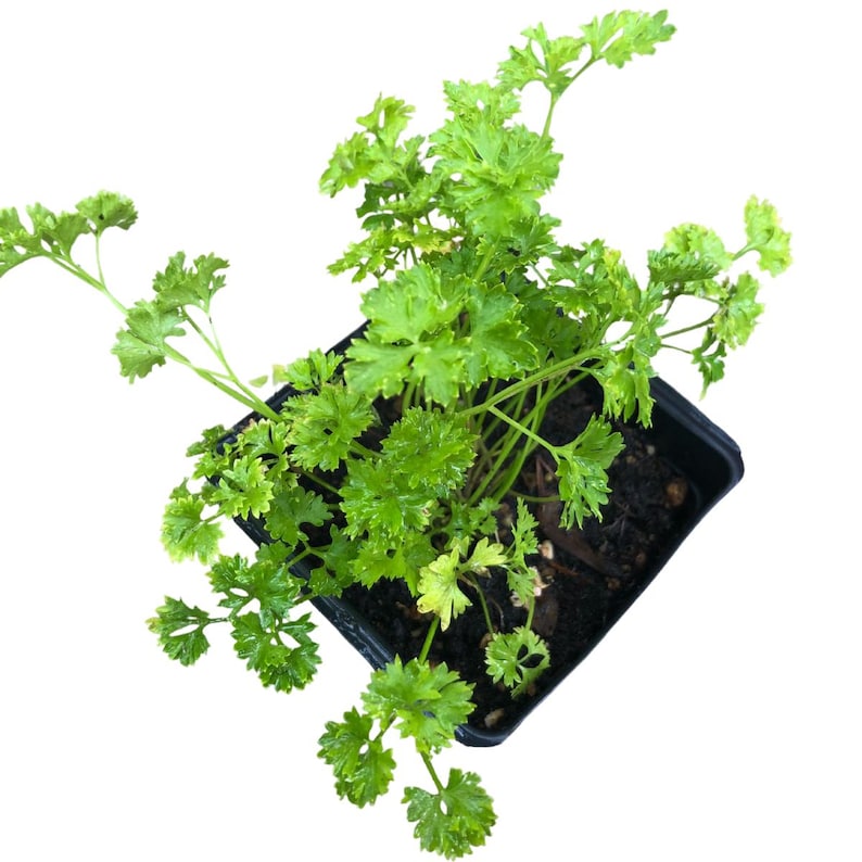 Organic Curly Parsley Plant in 2.5-inch Pot | Petroselinum crispum for Cooking & Butterfly Gardens