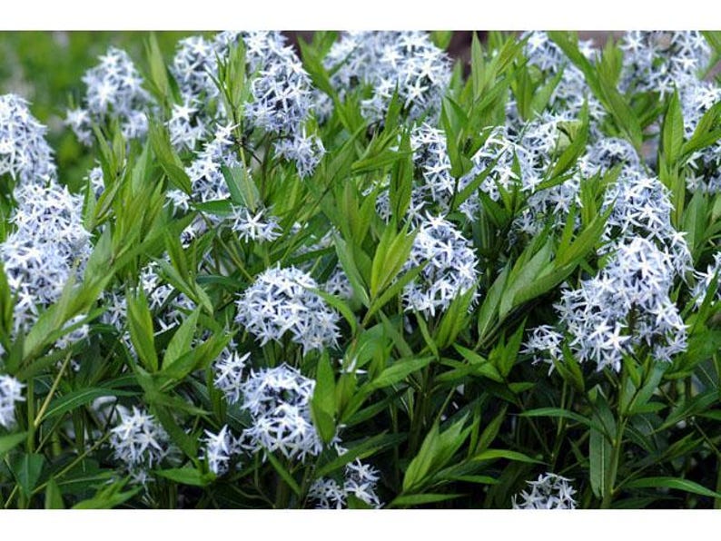 Common Bluestar Plant - Bareroot Amsonia tabernaemontana - Native Perennial