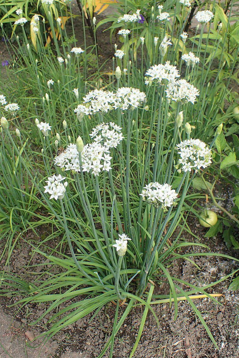 Garlic Chive Plant Bareroot - Allium tuberosum - Culinary Herb for Garden