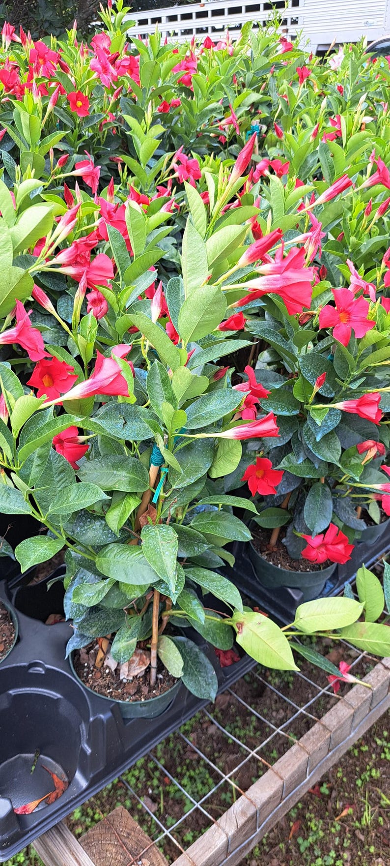 Mandevilla Flaming Red Plant in 6-Inch Pot – Vibrant Flowering Vine for Sun, Indoor & Outdoor Gardens, Mandevilla spp.