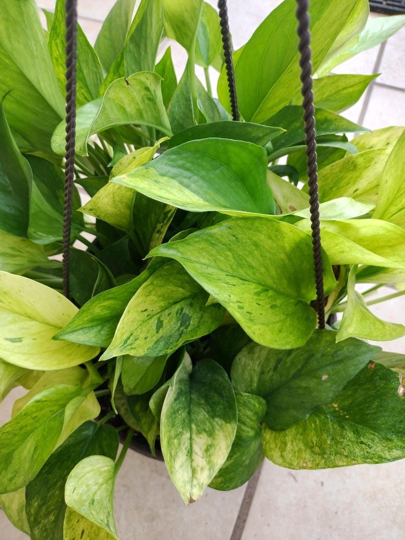 Rare Pothos Marble Neon Cutting - Epipremnum aureum Indoor Plant, Trailing, Easy Care, Rooted + Free Cutting