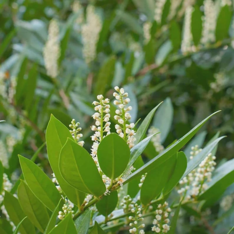 Cherry Laurel Plant 4" Container - Prunus Caroliniana - Evergreen Hedge for Privacy, Attracts Birds & Bees