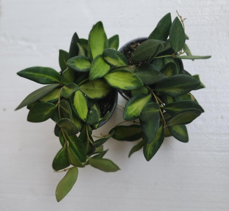 Hoya Sea Stones Plant Set - Small Rooted Hoya spp. + Free Cutting Indoor Easy Care Trailing Vine