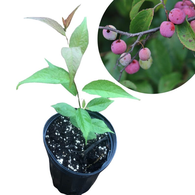 Wild Plum Seedling, Organic Prunus americana, Native Tree for Landscaping & Wildlife, Edible Red Plums