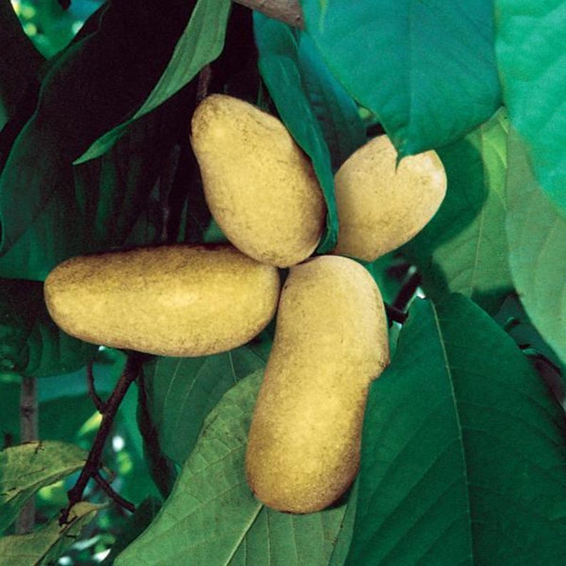 Mango Pawpaw Tree - 1 ft Tall, Asimina triloba, Cold-Hardy, Large Fruit, Sweet Vanilla Flavor, Fruit Tree for Garden