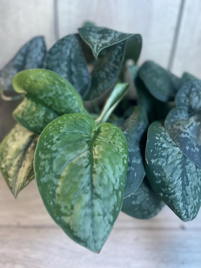 Scindapsus Mount Salak Plant in 4" Pot | Rare Silver Speckled Green Aroid Indoor Plant