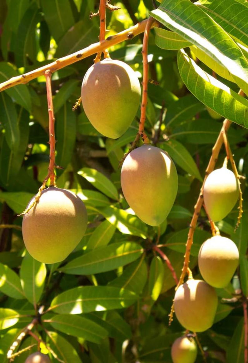 Grafted Carrie Mango Tree 3-Gallon Pot | Compact, Sweet Flavor | Mangifera indica | Small Garden & Container