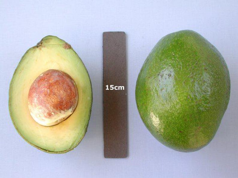 Monroe Avocado Tree - 1ft Grafted Cold Hardy Persea americana in 6" Pot